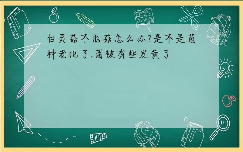 白灵菇不出菇怎么办?是不是菌种老化了,菌被有些发黄了