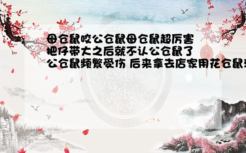 母仓鼠咬公仓鼠母仓鼠超厉害 把仔带大之后就不认公仓鼠了 公仓鼠频繁受伤 后来拿去店家用花仓鼠治住了我家的母仓鼠 当时确实