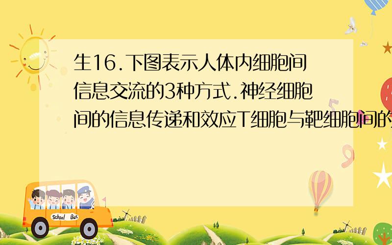 生16.下图表示人体内细胞间信息交流的3种方式.神经细胞间的信息传递和效应T细胞与靶细胞间的信息交流