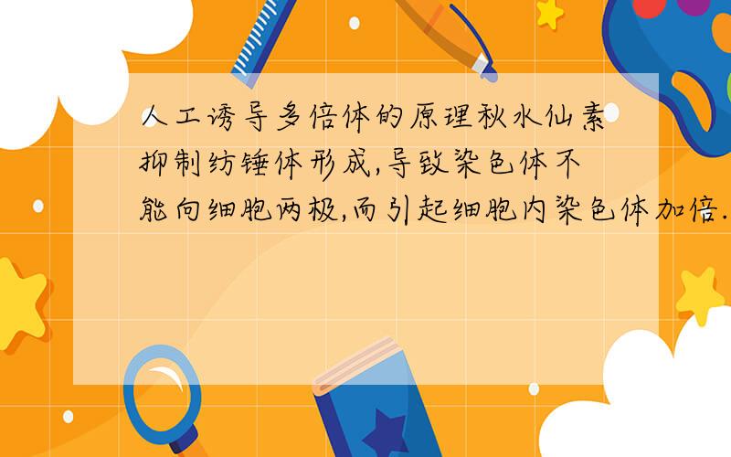 人工诱导多倍体的原理秋水仙素抑制纺锤体形成,导致染色体不能向细胞两极,而引起细胞内染色体加倍.我想问：纺垂体不形成,姐妹