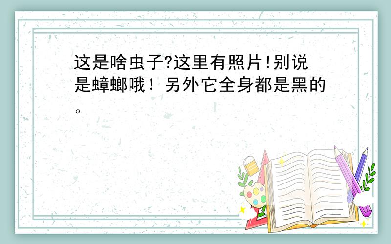 这是啥虫子?这里有照片!别说是蟑螂哦！另外它全身都是黑的。