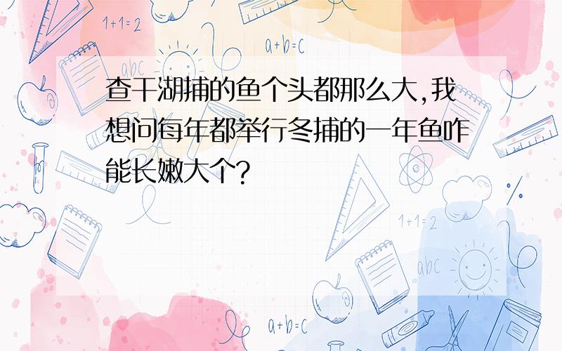 查干湖捕的鱼个头都那么大,我想问每年都举行冬捕的一年鱼咋能长嫩大个?