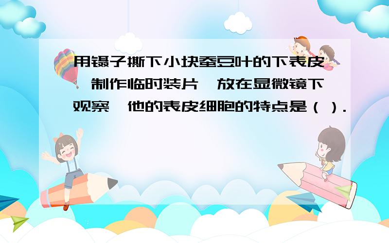 用镊子撕下小块蚕豆叶的下表皮,制作临时装片,放在显微镜下观察,他的表皮细胞的特点是（）.