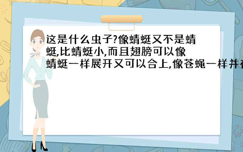 这是什么虫子?像蜻蜓又不是蜻蜓,比蜻蜓小,而且翅膀可以像蜻蜓一样展开又可以合上,像苍蝇一样并在后面,翅膀透明有黑色点点,