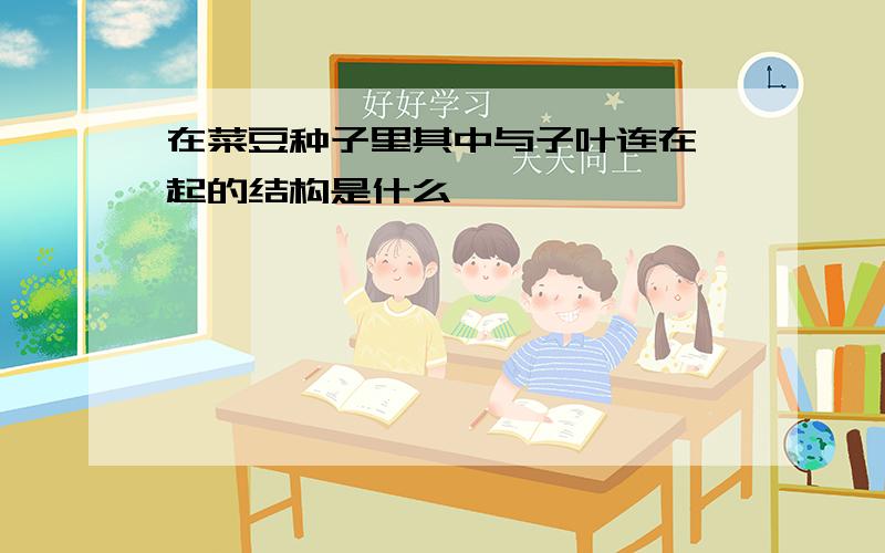 在菜豆种子里其中与子叶连在一起的结构是什么