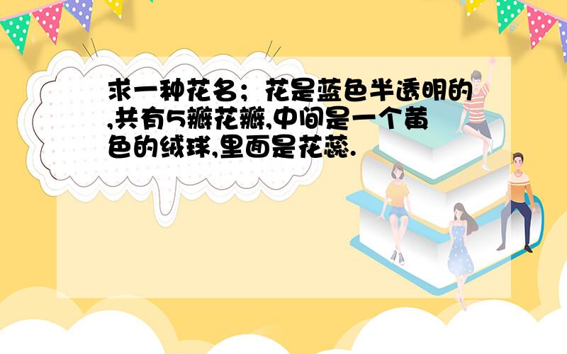 求一种花名；花是蓝色半透明的,共有5瓣花瓣,中间是一个黄色的绒球,里面是花蕊.