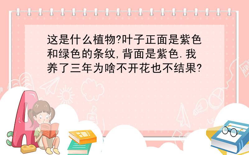 这是什么植物?叶子正面是紫色和绿色的条纹,背面是紫色.我养了三年为啥不开花也不结果?