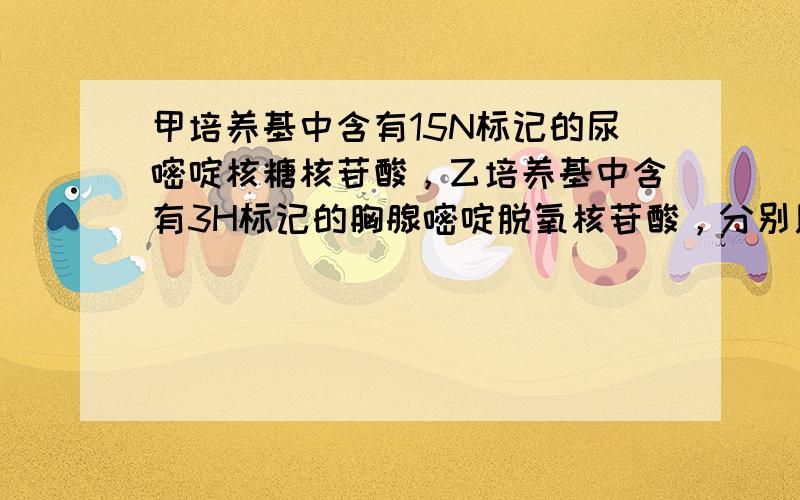 甲培养基中含有15N标记的尿嘧啶核糖核苷酸，乙培养基中含有3H标记的胸腺嘧啶脱氧核苷酸，分别用这两种培养基培养正在分化的