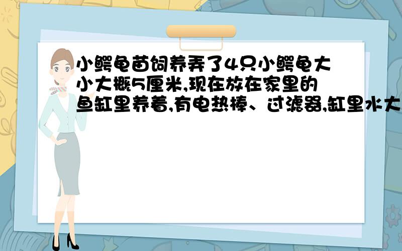 小鳄龟苗饲养弄了4只小鳄龟大小大概5厘米,现在放在家里的鱼缸里养着,有电热棒、过滤器,缸里水大概20厘米深,平时用虾剥了