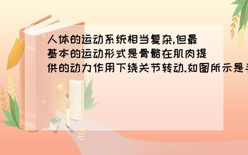 人体的运动系统相当复杂,但最基本的运动形式是骨骼在肌肉提供的动力作用下绕关节转动.如图所示是手端起茶杯的情景,其前臂骨骼