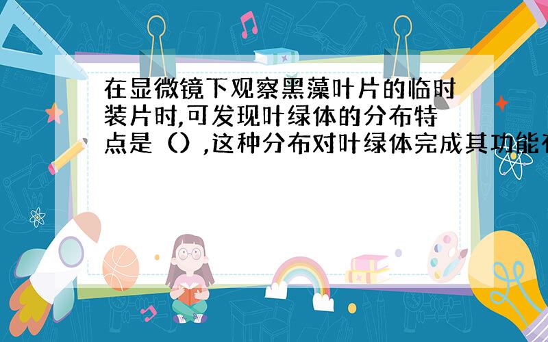 在显微镜下观察黑藻叶片的临时装片时,可发现叶绿体的分布特点是（）,这种分布对叶绿体完成其功能有何意