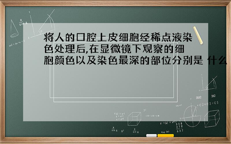 将人的口腔上皮细胞经稀点液染色处理后,在显微镜下观察的细胞颜色以及染色最深的部位分别是 什么