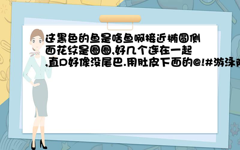 这黑色的鱼是啥鱼啊接近椭圆侧面花纹是圈圈,好几个连在一起,直D好像没尾巴.用肚皮下面的@!#游泳除了圈圈银色其他全是黑色