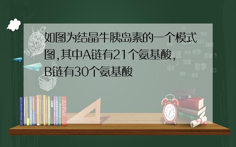 如图为结晶牛胰岛素的一个模式图,其中A链有21个氨基酸,B链有30个氨基酸