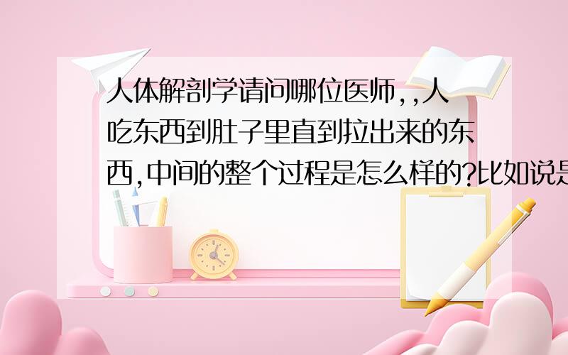 人体解剖学请问哪位医师,,人吃东西到肚子里直到拉出来的东西,中间的整个过程是怎么样的?比如说是吃进去的东西是先到胃部消化