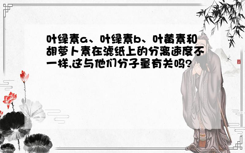 叶绿素a、叶绿素b、叶黄素和胡萝卜素在滤纸上的分离速度不一样,这与他们分子量有关吗?