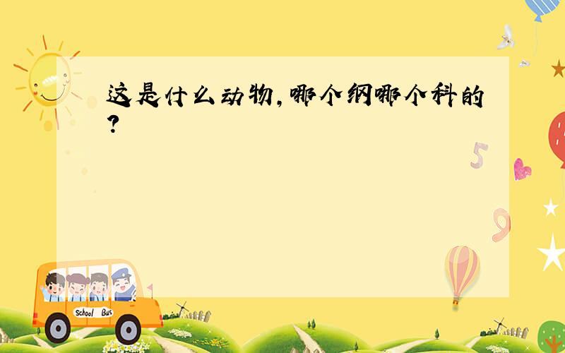 这是什么动物,哪个纲哪个科的?