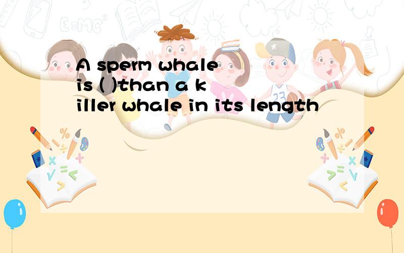 A sperm whale is ( )than a killer whale in its length