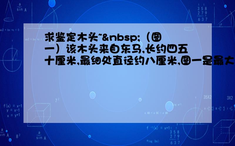 求鉴定木头~ （图一）该木头来自东马,长约四五十厘米,最细处直径约八厘米,图一是最大的地方,直径约三十多厘米（