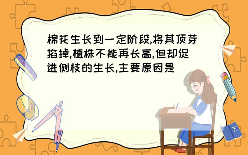 棉花生长到一定阶段,将其顶芽掐掉,植株不能再长高,但却促进侧枝的生长,主要原因是（）