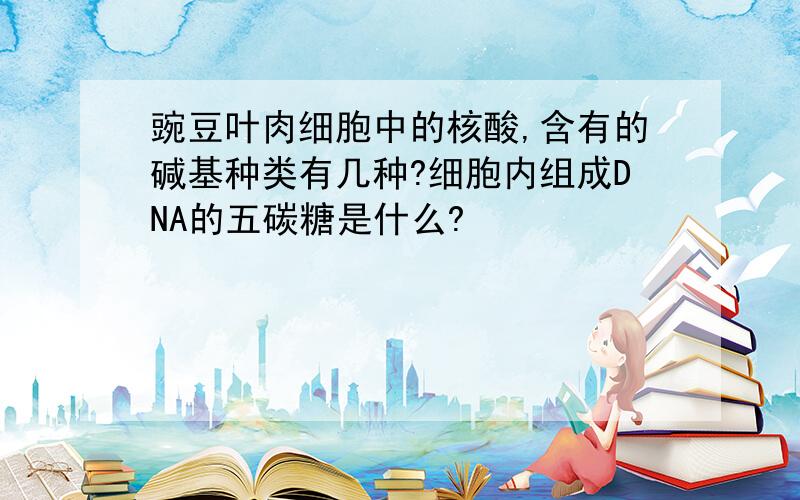 豌豆叶肉细胞中的核酸,含有的碱基种类有几种?细胞内组成DNA的五碳糖是什么?