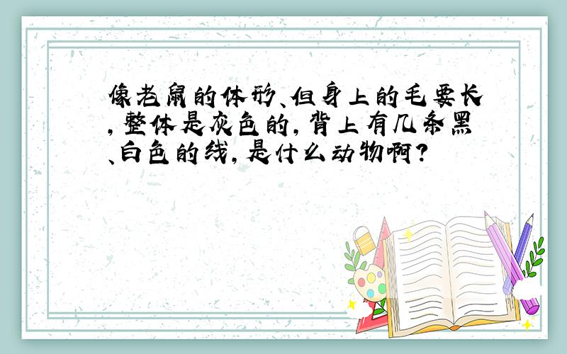 像老鼠的体形、但身上的毛要长,整体是灰色的,背上有几条黑、白色的线,是什么动物啊?