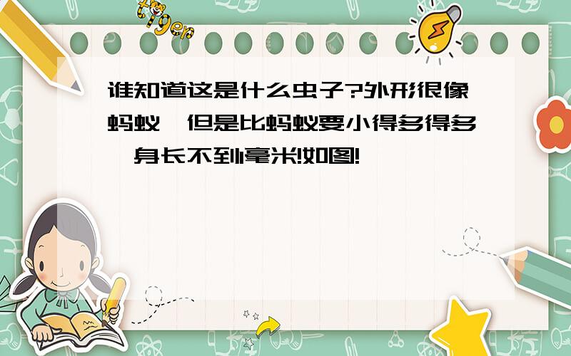 谁知道这是什么虫子?外形很像蚂蚁,但是比蚂蚁要小得多得多,身长不到1毫米!如图!