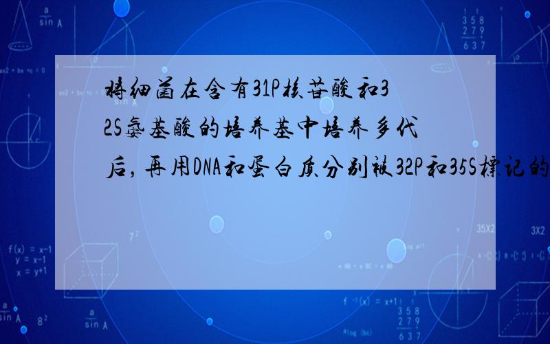 将细菌在含有31P核苷酸和32S氨基酸的培养基中培养多代后，再用DNA和蛋白质分别被32P和35S标记的噬菌体侵染，则噬