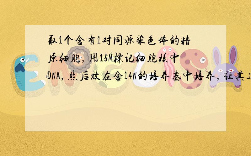 取1个含有1对同源染色体的精原细胞，用15N标记细胞核中DNA，然后放在含14N的培养基中培养，让其连续进行两次有丝分裂