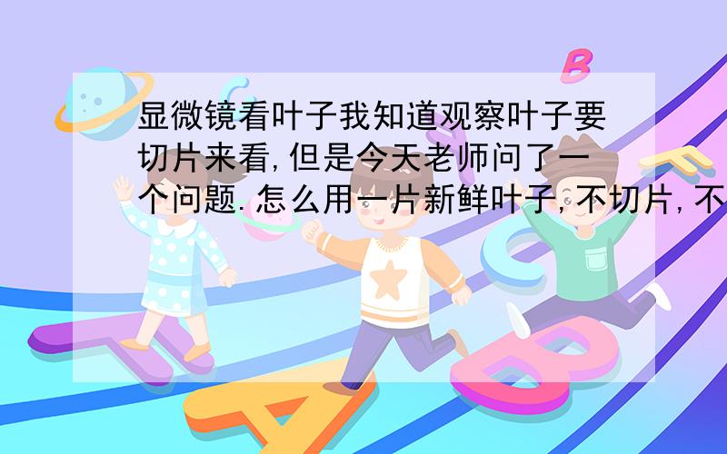 显微镜看叶子我知道观察叶子要切片来看,但是今天老师问了一个问题.怎么用一片新鲜叶子,不切片,不弄破的情况下,也能在显微镜