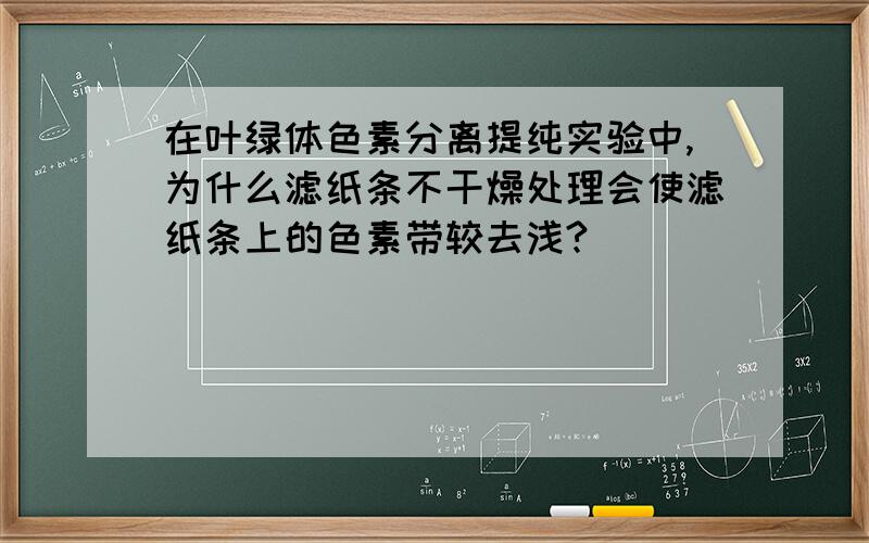 在叶绿体色素分离提纯实验中,为什么滤纸条不干燥处理会使滤纸条上的色素带较去浅?