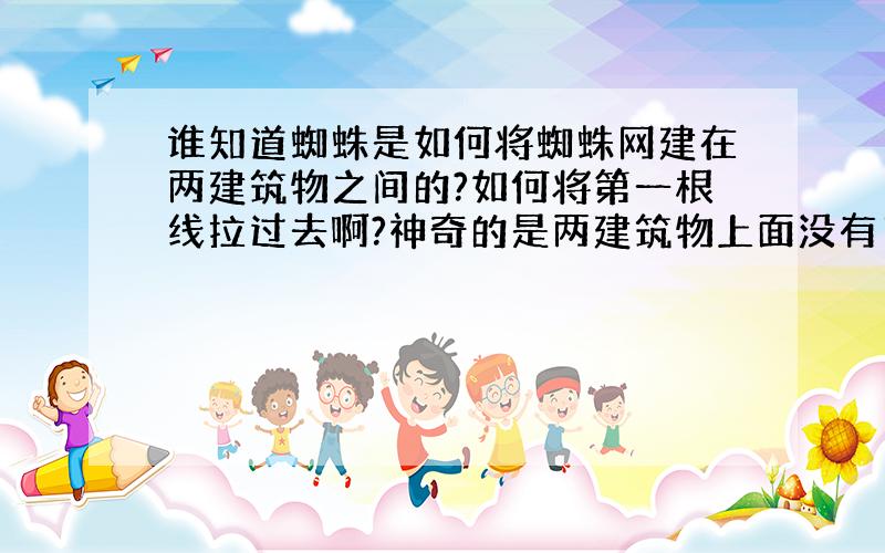 谁知道蜘蛛是如何将蜘蛛网建在两建筑物之间的?如何将第一根线拉过去啊?神奇的是两建筑物上面没有“天花板”之类的东西,蜘蛛是