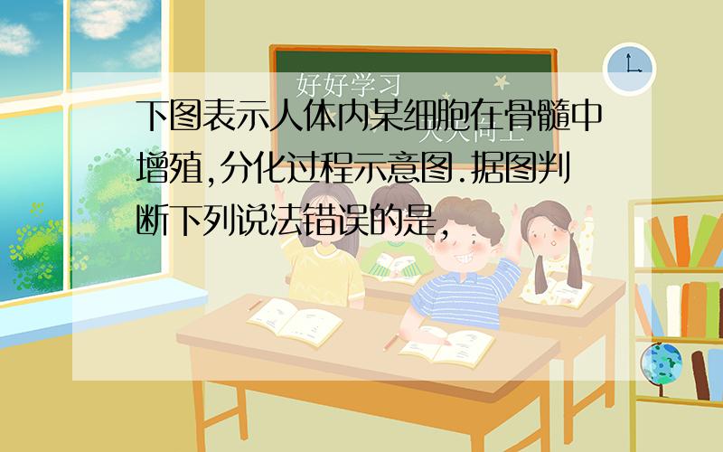 下图表示人体内某细胞在骨髓中增殖,分化过程示意图.据图判断下列说法错误的是,