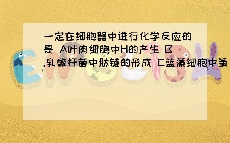 一定在细胞器中进行化学反应的是 A叶肉细胞中H的产生 B,乳酸杆菌中肽链的形成 C蓝藻细胞中氧气的生成