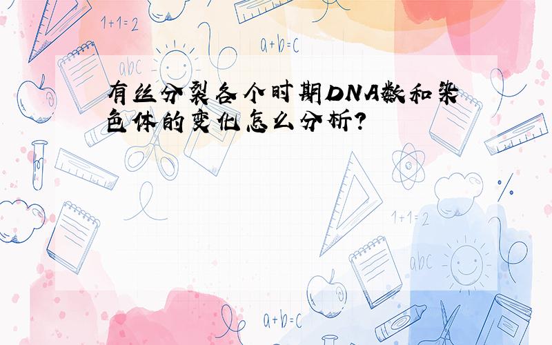 有丝分裂各个时期DNA数和染色体的变化怎么分析?