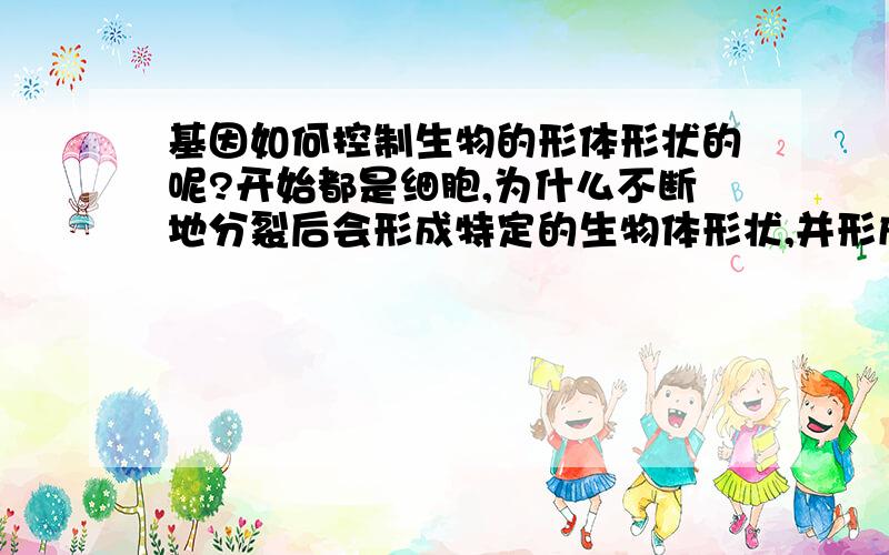 基因如何控制生物的形体形状的呢?开始都是细胞,为什么不断地分裂后会形成特定的生物体形状,并形成各器官完成各功能呢?