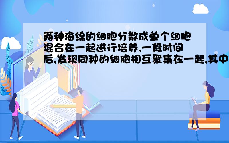 两种海绵的细胞分散成单个细胞混合在一起进行培养,一段时间后,发现同种的细胞相互聚集在一起,其中起重要作用的是细胞膜上的（