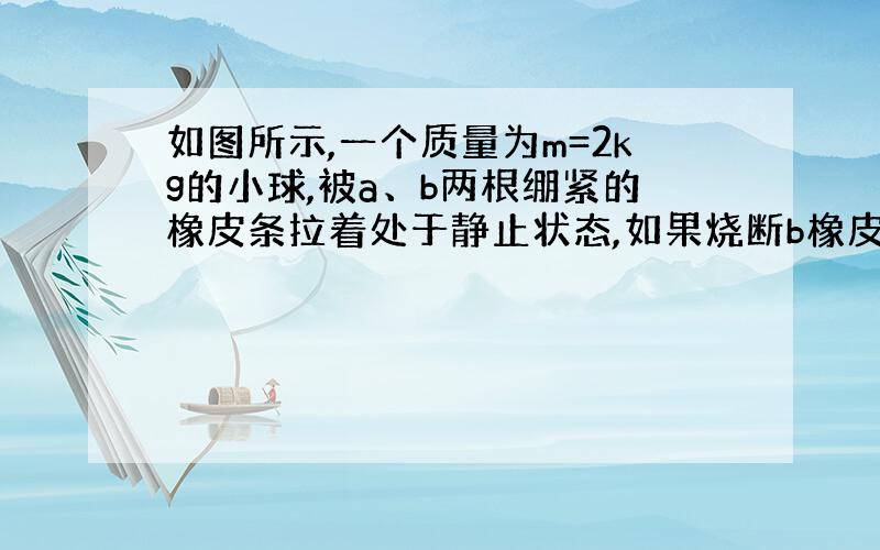 如图所示,一个质量为m=2kg的小球,被a、b两根绷紧的橡皮条拉着处于静止状态,如果烧断b橡皮条的瞬间,小球的加速度大小