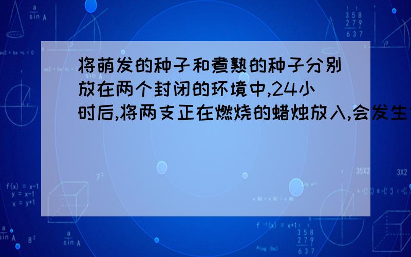 将萌发的种子和煮熟的种子分别放在两个封闭的环境中,24小时后,将两支正在燃烧的蜡烛放入,会发生什么?