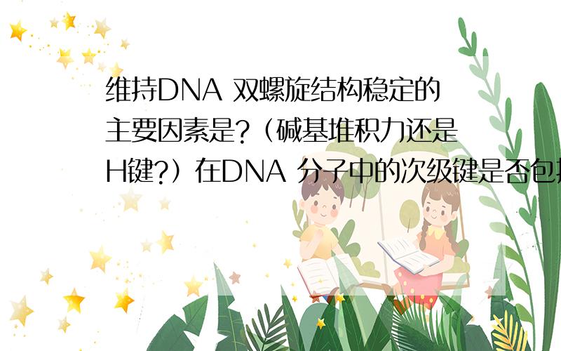 维持DNA 双螺旋结构稳定的主要因素是?（碱基堆积力还是H键?）在DNA 分子中的次级键是否包括范德华力和疏