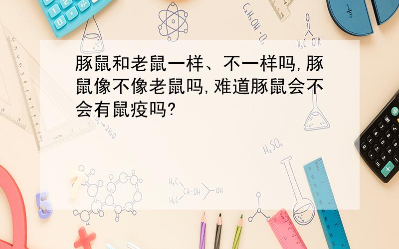 豚鼠和老鼠一样、不一样吗,豚鼠像不像老鼠吗,难道豚鼠会不会有鼠疫吗?