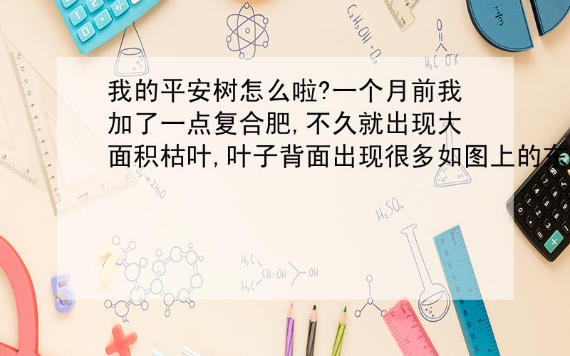 我的平安树怎么啦?一个月前我加了一点复合肥,不久就出现大面积枯叶,叶子背面出现很多如图上的东东,花盆我摆在客厅,偶尔有太