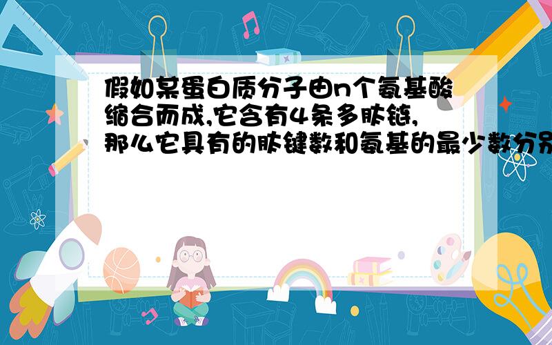 假如某蛋白质分子由n个氨基酸缩合而成,它含有4条多肽链,那么它具有的肽键数和氨基的最少数分别是