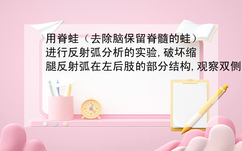 用脊蛙（去除脑保留脊髓的蛙）进行反射弧分析的实验,破坏缩腿反射弧在左后肢的部分结构,观察双侧后