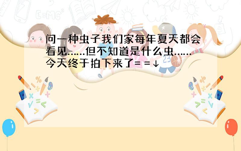 问一种虫子我们家每年夏天都会看见……但不知道是什么虫……今天终于拍下来了= =↓