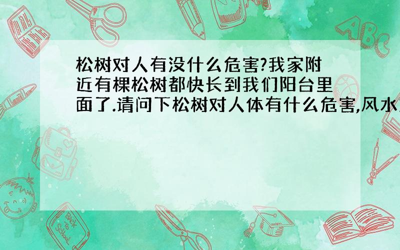 松树对人有没什么危害?我家附近有棵松树都快长到我们阳台里面了.请问下松树对人体有什么危害,风水方面有没.麻烦那个懂的知识