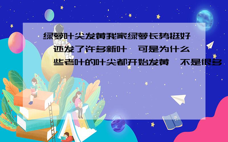 绿萝叶尖发黄我家绿萝长势挺好,还发了许多新叶,可是为什么一些老叶的叶尖都开始发黄,不是很多,只有叶尖那么一点点,但是有这