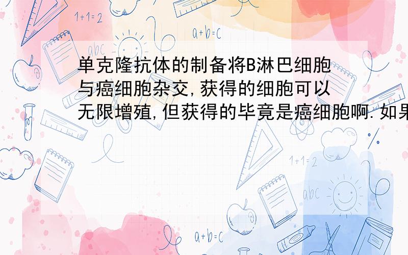 单克隆抗体的制备将B淋巴细胞与癌细胞杂交,获得的细胞可以无限增殖,但获得的毕竟是癌细胞啊.如果将它注射到人体中,它肯定会