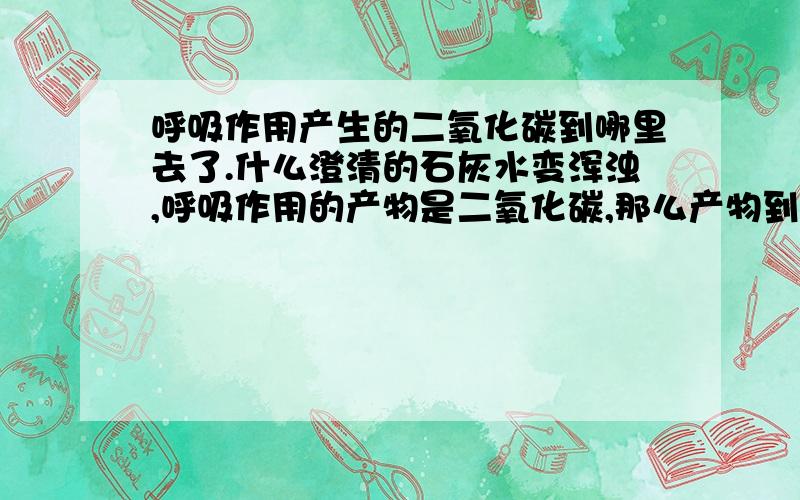 呼吸作用产生的二氧化碳到哪里去了.什么澄清的石灰水变浑浊,呼吸作用的产物是二氧化碳,那么产物到哪里去了?它分解有机物,萌