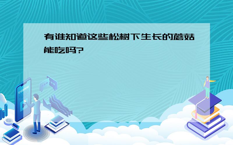 有谁知道这些松树下生长的蘑菇能吃吗?